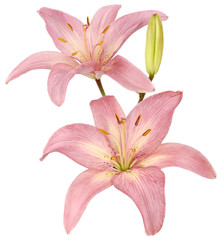 Fototapeta na wymiar two isolated pink lilies Bud 1