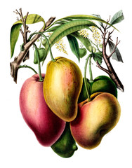 The Botanical theme.