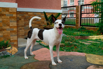 Boxer Dog with Half Japanese Spitz