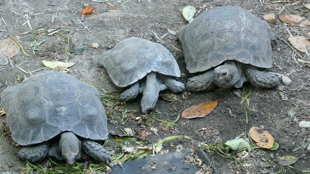 turtle eating vegetable. Tortoise resting in nature