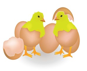 Two chickens coming from eggshell, vector