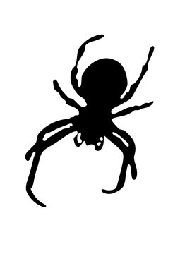 Черно-белый паук