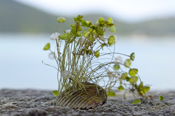Natura