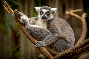 A Lemur Monkey