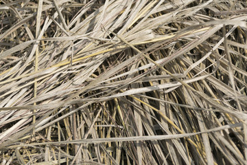 Dry grass texture in field