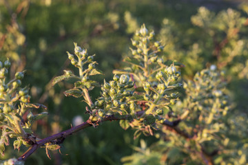 Bush early BlackBerry