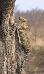 Fototapeta na wymiar Lone leopard climbing fast up a high tree in nature during daytime