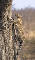 Fototapeten Lone leopard climbing fast up a high tree in nature during daytime © Alta Oosthuizen