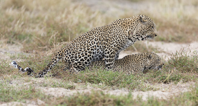 Male and female leopard mating on grass in nature