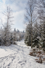 Obraz premium winter landscape with snow on trees