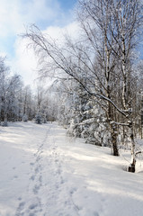 Obraz premium winter landscape with snow on trees