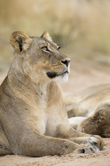 Naklejka na ściany i meble Close-up of a lioness lying down to rest on soft Kalahari sand