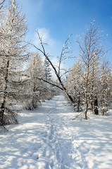 Fototapeta premium winter landscape with snow on trees