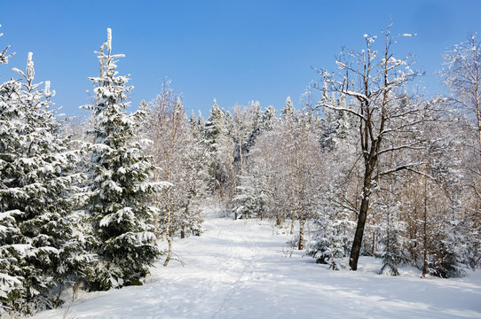 winter landscape with snow on trees