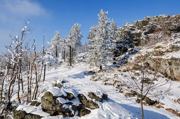 Fototapeta na wymiar winter landscape with snow on trees
