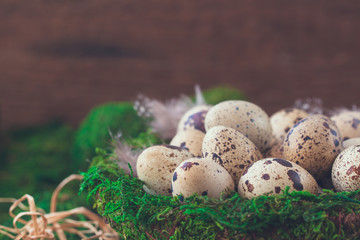 Naklejka na ściany i meble Quail eggs in the nest isolated on the green background. Easter postcard concept.