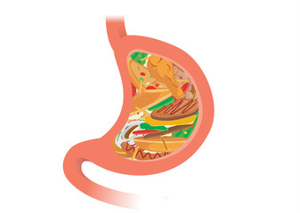 Stomach filled by fast food which difficult for digestive. Illustration about eat and health.