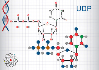 Uridine diphosphate (UDP) nucleotide molecule. Structural chemical formula and molecule model. Sheet of paper in a cage