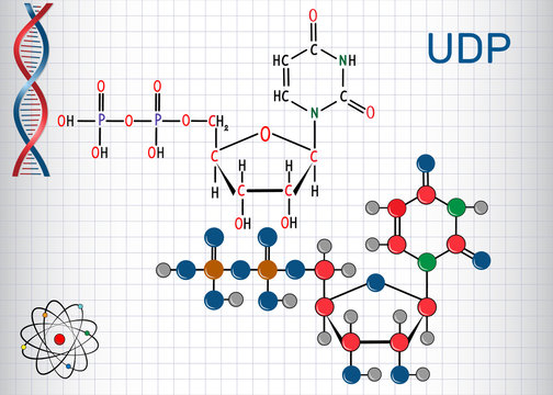 Uridine diphosphate (UDP) nucleotide molecule. Structural chemical formula and molecule model. Sheet of paper in a cage