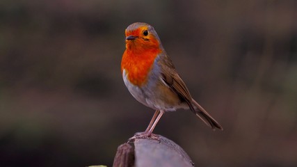 Robin 