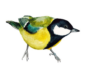 Naklejka premium Watercolor image of tomtit