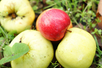 the apples lying on the ground