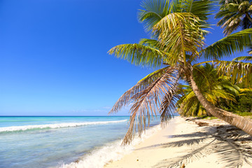 Tropical sand beach with palm trees, Dominican Republic