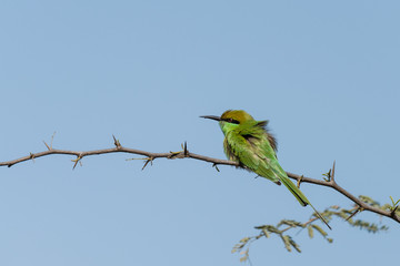 Green bee eater sitting