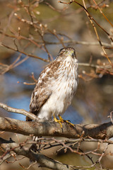 Coopers Hawk