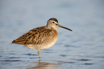 Short-billed Dowitcher