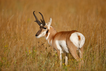 Naklejka na ściany i meble Pronghorn Antelope