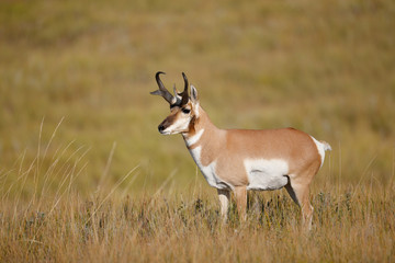 Pronghorn Antelope