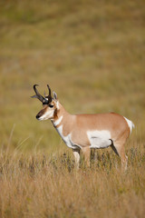 Pronghorn Antelope
