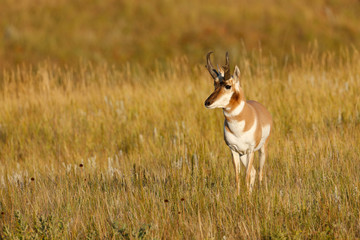 Pronhorn Antelope