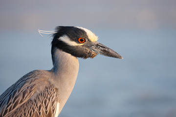 Yellow-crowned Night Heron