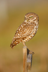 Burrowing Owl