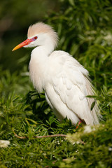 Fototapeta premium Cattle Egret