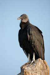Black Vulture