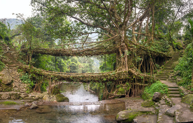 Living roots bridge near Nongriat village, Cherrapunjee, Meghalaya, India. This bridge is formed by training tree roots over years to knit together. © Mazur Travel