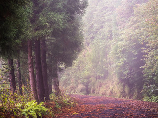 Forest in Nature Reserve of Pico da Vara on Sao Miguel island, Azores