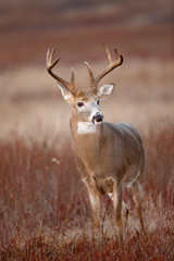 White-tailed Deer