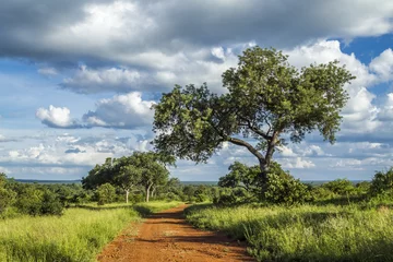  Savannah landscape in Kruger National park, South Africa © PACO COMO