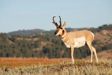 Fototapeten Gabelbock Antilope © Paul