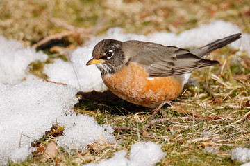 American Robin