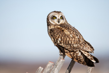 Short-eared Owl