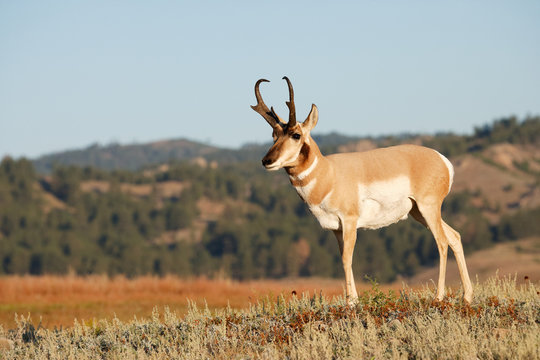 Pronghorn Antelope