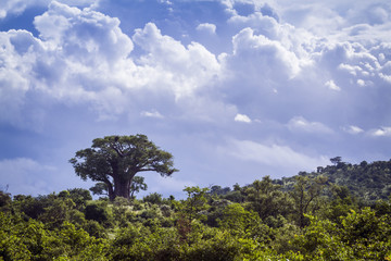 Savannah landscape in Kruger National park, South Africa