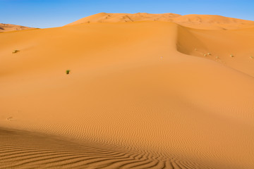 Sahara Desert, Erg Chebi dunes. Merzouga, Morocco