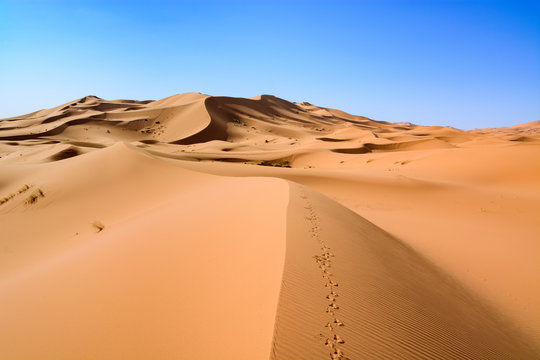 Sahara Desert, Erg Chebi dunes. Merzouga, Morocco