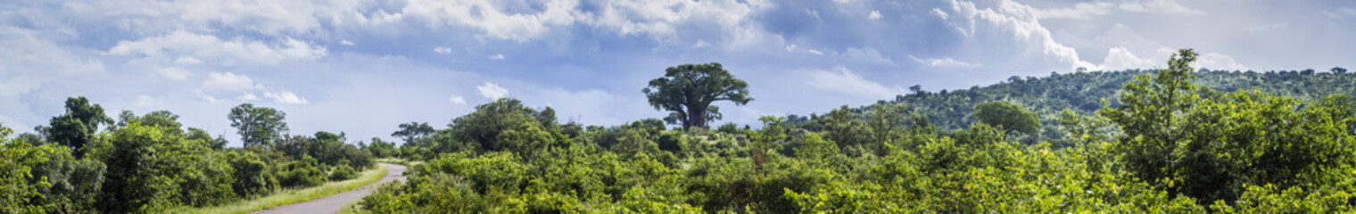 Fototapeta na wymiar Savannah landscape in Kruger National park, South Africa